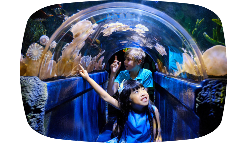 Blog - Sea Life Aquarium Melbourne