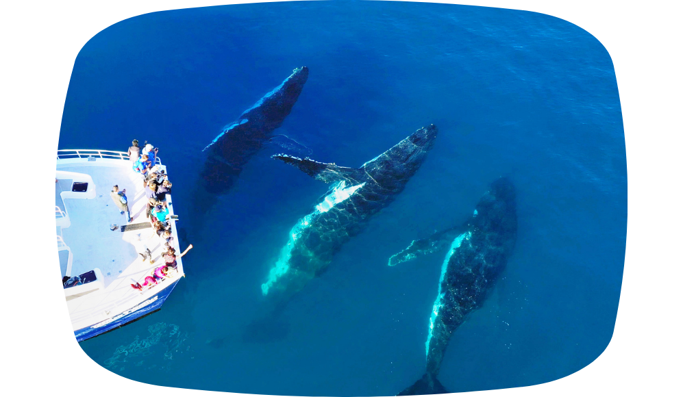 Blog Image - Whale Watching Hervey Bay